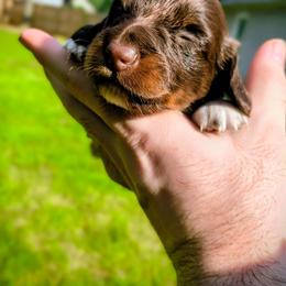 Bashful - Chocolate and tan male Dachshund puppy in Jackson, Tennessee from BlackPine Kennels
