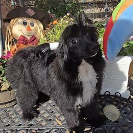 Camilla Long Star Angel - Black female Chinese Crested puppy in Amarillo, Texas from Victoria's Chinese Cresteds Long Star Angels