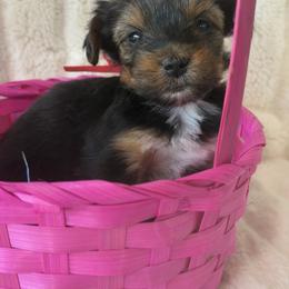 Daisy - Black and tan female Yorkshire Terrier puppy in Summersville, Missouri from Combs’ Yorkies