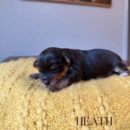 HEATH - Chocolate and tan male Yorkshire Terrier puppy in Smryna, Georgia from Owensons’ Kennel