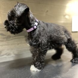 Miniature Schnauzer Puppies from Southern Charm Miniature Schnauzers