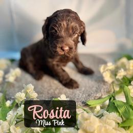 Rosita - Chocolate female Australian Labradoodle puppy in Richmond, Kentucky from Happy Time Doodles