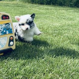 American Corgi, Dachshund, and Pembroke Welsh Corgi Puppies from Seven B Corgis & Doxies