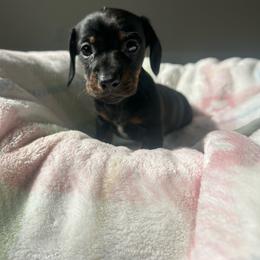 Trix - Black and tan female Dachshund puppy in Temecula, California from Naomi Magee's Dachshund Kennel