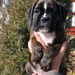 Lt Blue - Brindle male Boxer puppy in Buffalo, Wyoming from Jtbuckingham Boxers