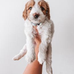 Hancock (Silver Collar) - Parti male Goldendoodle puppy in Beaverton, Oregon from Henry Elliots