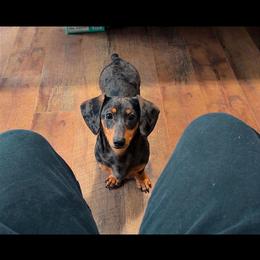 Rosco - Dapple male Dachshund puppy in Maidsville, West Virginia from L&B Lowriders