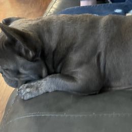 French Bulldogs and Yorkshire Terriers from Purple Heart Yorkies of Oklahoma