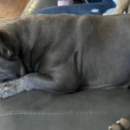 French Bulldogs and Yorkshire Terriers from Purple Heart Yorkies of Oklahoma