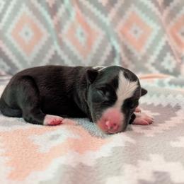 Nemean - Tri-color male Border Collie puppy in Grapeview, Washington from Athena’s Collies