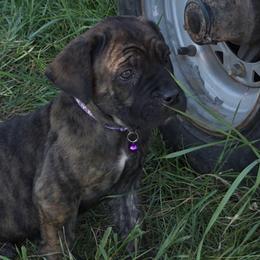Violet Collar Female - Chestnut brindle female Cane Corso puppy in Lewistown, Montana from Corsi Amore Kennels