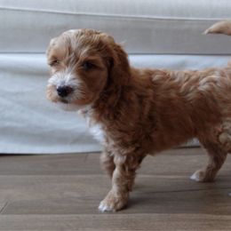 Kitkat - Apricot Goldendoodle puppy in Palmdale, California from GoldenPaws Doodles