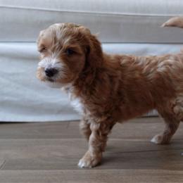 Kitkat - Apricot Goldendoodle puppy in Palmdale, California from GoldenPaws Doodles