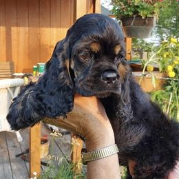 Cocker Spaniel Puppies from Stargazer Kennel
