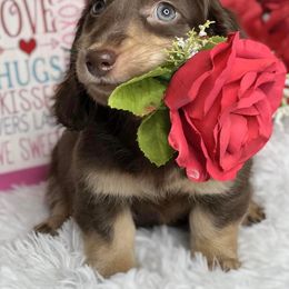 Dachshund Puppies from RRD