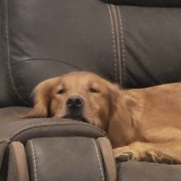 Golden Retrievers from Three Rivers Golden Retrievers