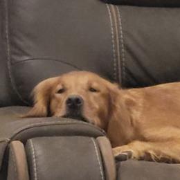Golden Retrievers from Three Rivers Golden Retrievers