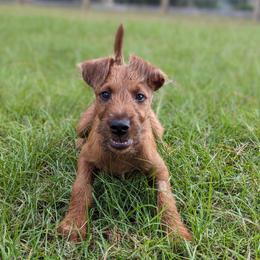 Irish Terriers from Detmore Kennels