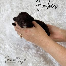 Ember - Chocolate female Australian Labradoodle puppy in Oregon from Forever Loyal Labradoodles