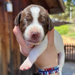 Cinnamon - maroon collar - Liver and white female German Shorthaired Pointer puppy in Mokelumne Hill, California from Underhill GSP