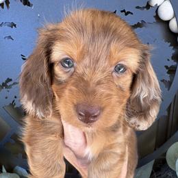 Stella - Dapple female Dachshund puppy in Bentonville, Arkansas from T & D Dachshunds by design