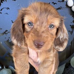 Stella - Dapple female Dachshund puppy in Bentonville, Arkansas from T & D Dachshunds by design