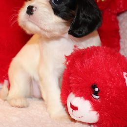 Cavalier King Charles Spaniel Puppies from Lockwood Cavaliers