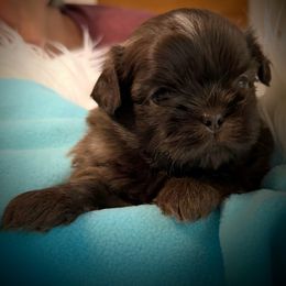 Fletcher - Chocolate male Shih Tzu puppy in Tallahassee, Florida from Bows and Bow Ties