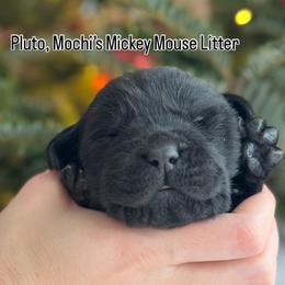 Pluto - Black male Labrador Retriever puppy in Owosso, Michigan from Bennington Retrievers