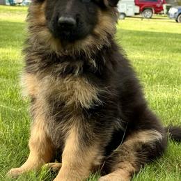 Skye - Black and red female German Shepherd puppy in Johnstown, Ohio from Vom Haus Neufus