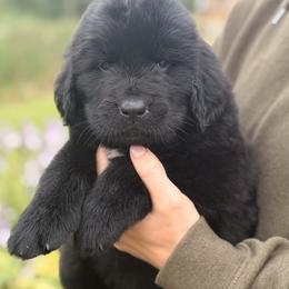 Dolly Parton - Black female Newfoundland puppy in Tully, New York from Bear Paw Newfoundlands