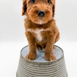 Cheddar - Red  male Goldendoodle puppy in Sunman, Indiana from Brunsman Country Doodles LLC