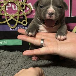 Pluto - Blue male American Bully puppy in Orlinda, Tennessee from SimplyBullies