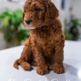 Goldendoodles from Hey Doods Doodles LLC