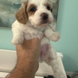 Maple - Cream female Goldendoodle puppy in Port Saint Lucie, Florida from Coastal Crown Doodles