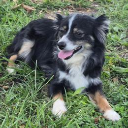 June - Toy Australian Shepherd