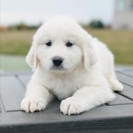 Girl 6 Blue - White female Great Pyrenees puppy in Yakima, Washington from Naches Heights Ranch