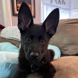 Ambush - Bi-color male German Shepherd puppy in Augusta, West Virginia from Cricket Hollow Canines