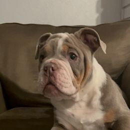 Oliver - Bulldog puppy in California from Socal G Bulldogs