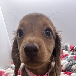 Harley- Delilah - Dapple female Dachshund puppy in Pittsburg, California from Super Hero Dachshunds