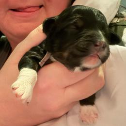 Cortina - Tri-color female Bernedoodle puppy in Eagle Mountain, Utah from Liberty Farms Puppies