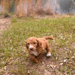 Katy - Apricot female Goldendoodle puppy in Pittsburg, Texas from Grace Springs Goldendoodles