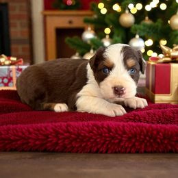 Sally - Red tri-color female Australian Shepherd puppy in Statesville, North Carolina from Charming Australian Shepherds