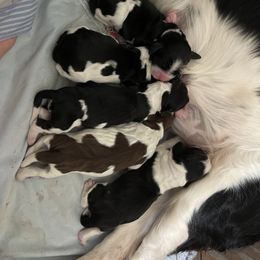 English Springer Spaniel Puppies from Juanita’s Springers