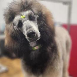 Goldendoodle and Poodle All Grown Up from Rolling Oak Doodles