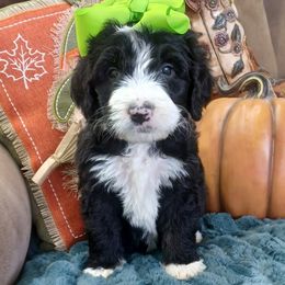 Nellie Neon - Black and white female Bernedoodle puppy in Delphos, Ohio from Route 66 Poodles & Doodles, Sapphire Shih-tzu's of Ohio