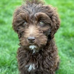 Goldendoodle Puppies from Triple Creek Goldendoodles