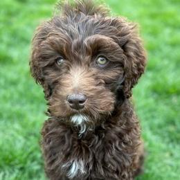 Goldendoodle Puppies from Triple Creek Goldendoodles