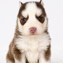 Remi - Chocolate female Pomsky puppy in Harrodsburg, Kentucky from KY Pomsky Paws