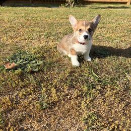 Chopin - Red male Pembroke Welsh Corgi puppy in Snellville, Georgia from Laur's Classic Corgis